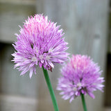 Common Chives