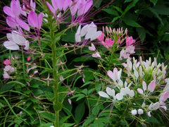 Spider Flower Queen Mix Cleome