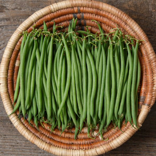 Compass Haricot Vert Bean