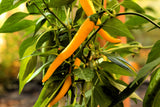 100 MIXED CAYENNE PEPPER Hot Yellow Purple Orange Red Green Capsicum Vegetable Seeds
