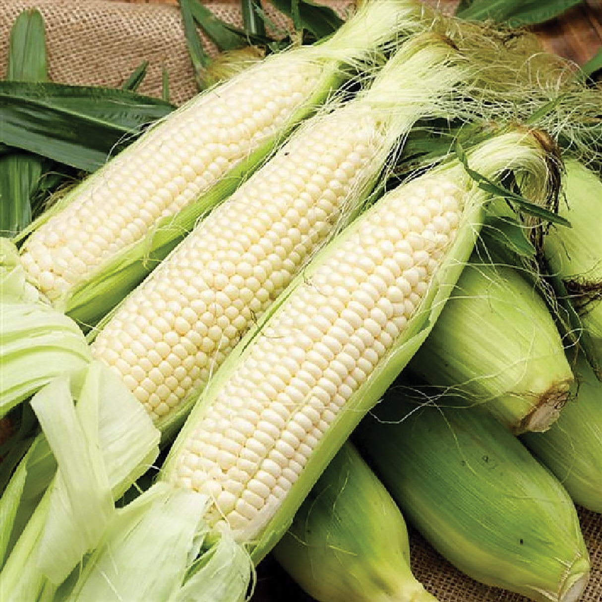 Stowell Evergreen Corn