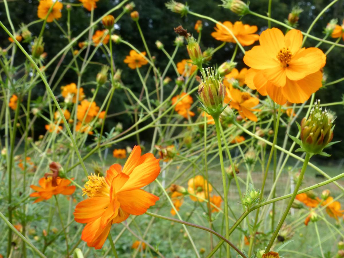 Cosmos, Mona's Orange