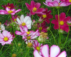 Picotee Cosmos