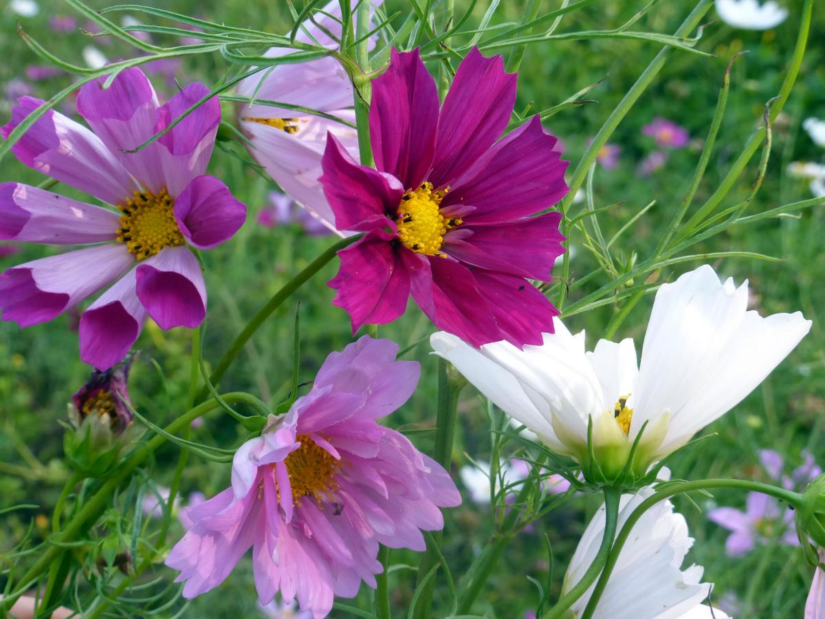 Cosmos, Sea Shells Mix