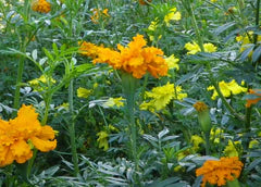 African Marigold Crackerjack Mix