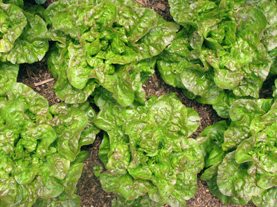 Crawford Bibb (Butterhead) Lettuce