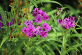 250 PURPLE IRONWEED Prairie Vernonia Fasciculata Flower Seeds