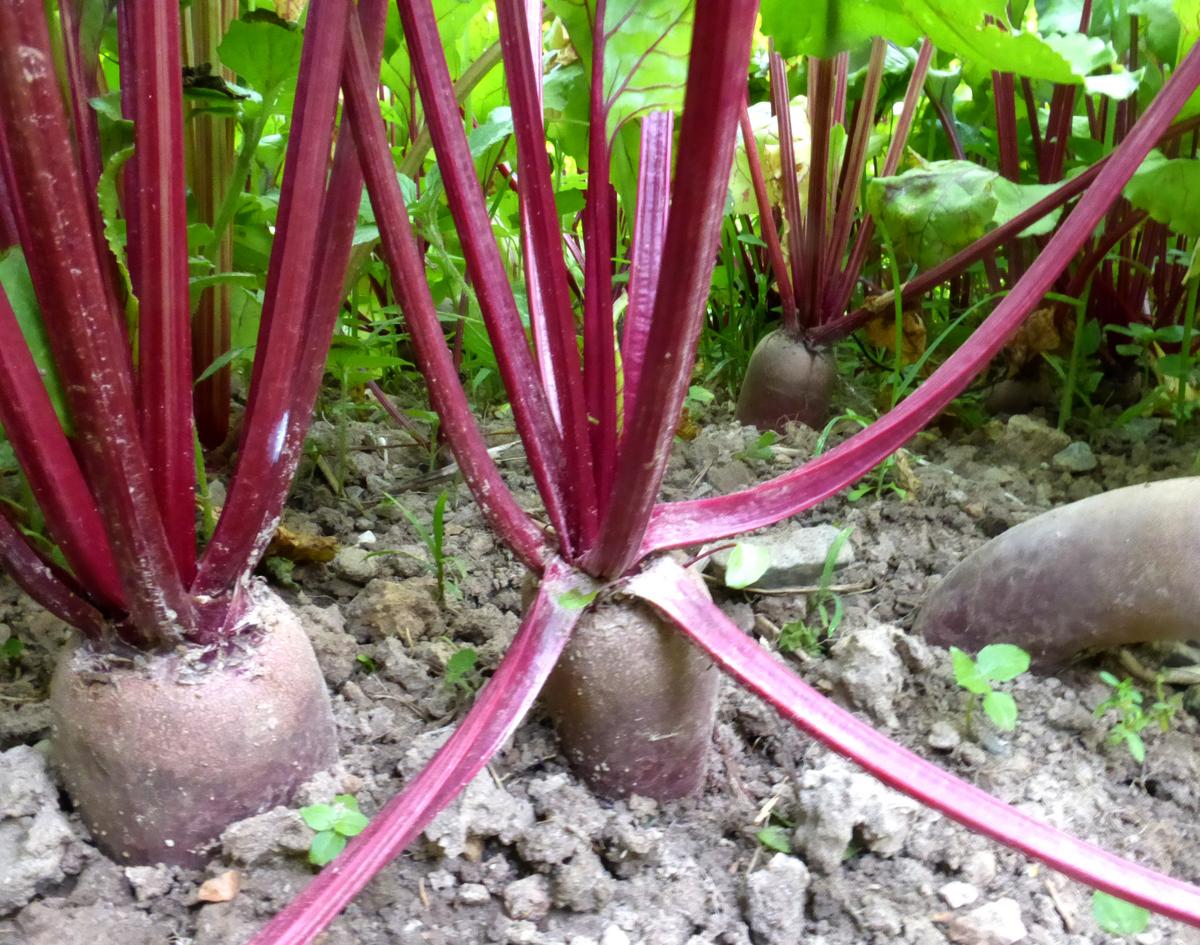 Cylindra Beet