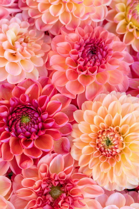 50 WATERCOLOR MIX DAHLIA Variabilis Double Bloom Mixed Colors Yellow Peach Pink Lavender Cream Orange Flower Seeds