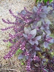 Dark Opal Basil