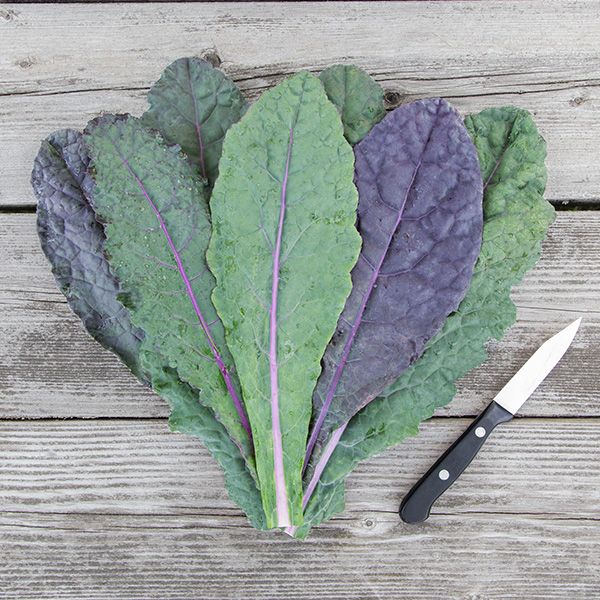 Dazzling Blue Kale