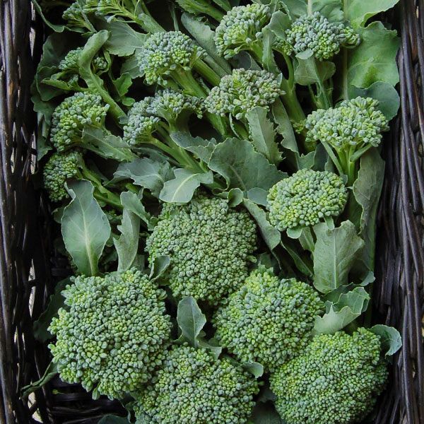 De Cicco Broccoli