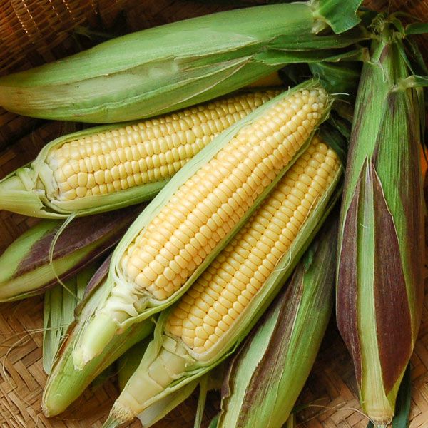 Fisher's Earliest Corn