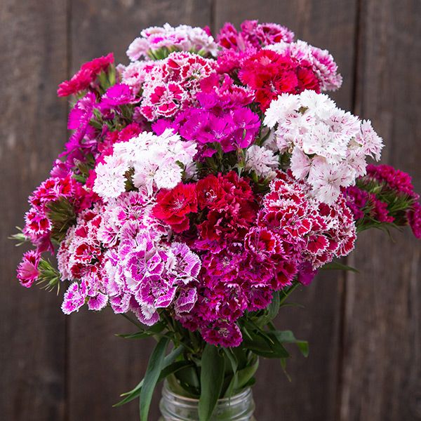 Doubled Chinensis Mix Dianthus