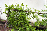 50 BIG ROUND LEAF MALABAR SPINACH Vine Ceylon Basella Alba Vegetable Seeds