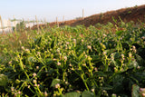 50 GREEN VINES SUPREME MALABAR SPINACH Ceylon Basella Alba Vegetable Seeds