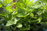 50 GREEN VINES SUPREME MALABAR SPINACH Ceylon Basella Alba Vegetable Seeds