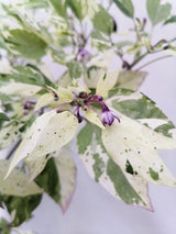 50 Variegated PURPLE TIGER PEPPER Trifetti Tricolor Capsicum Annuum Medium Hot Vegetable Seeds