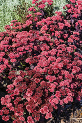 150 MIXED SEDUM Stonecrop Succulent Groundcover Red White Yellow Pink Purple Flower Seeds