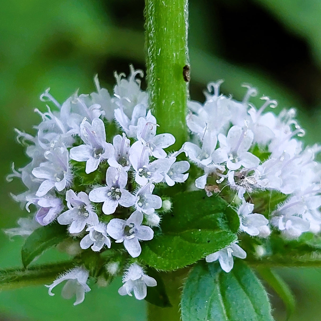 50 WHITE WOOD MINT Mentha Arvensis Wild Field Herb Flower Seeds