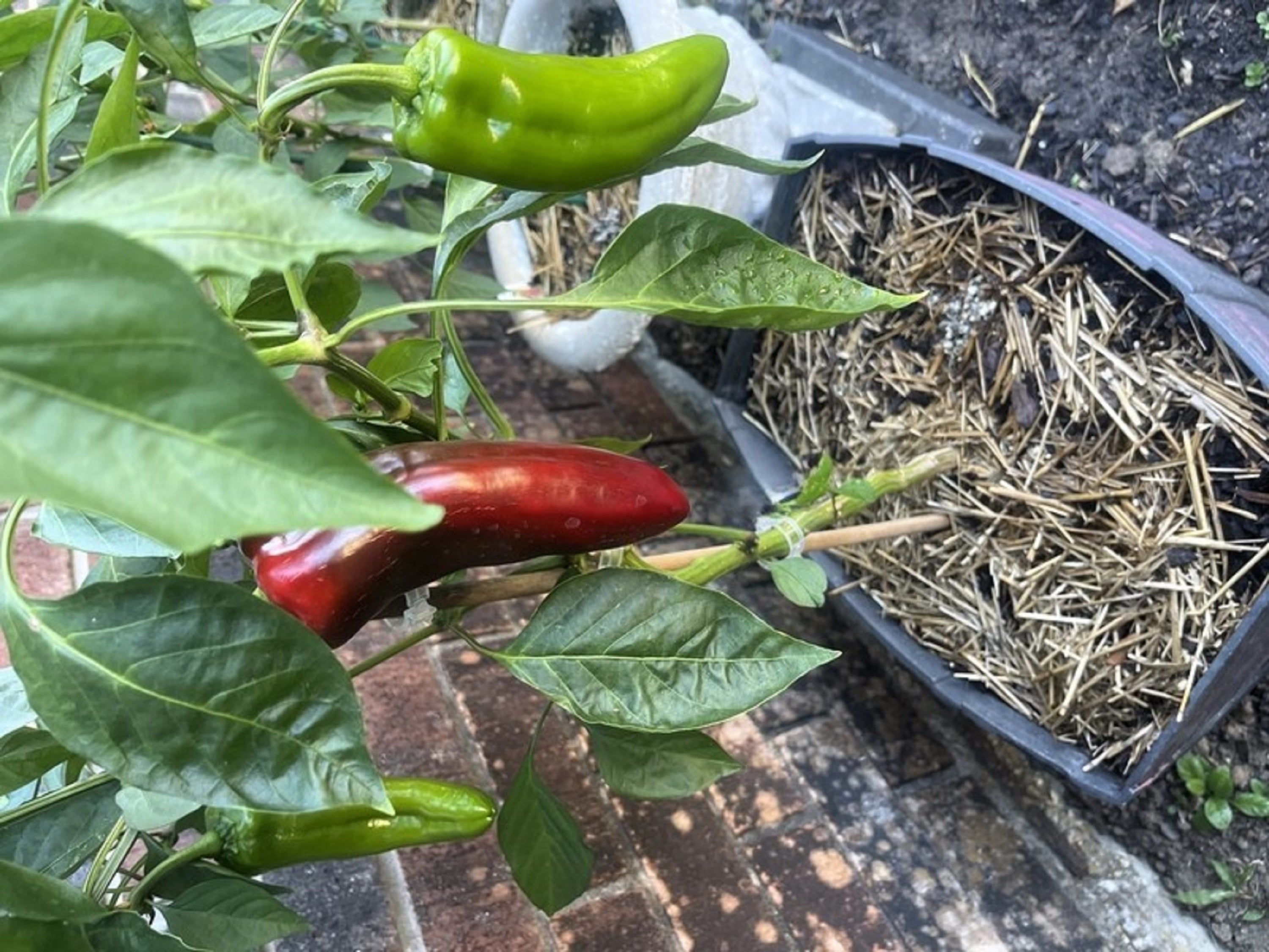60 RED MARCONI PEPPER Rossa Large Sweet Italian Frying Capsicum
