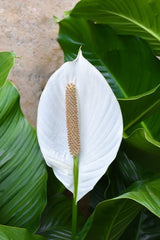 10 PEACE LILY Spathiphyllum Wallisii Houseplant White Sails / Spathe Flower Seeds