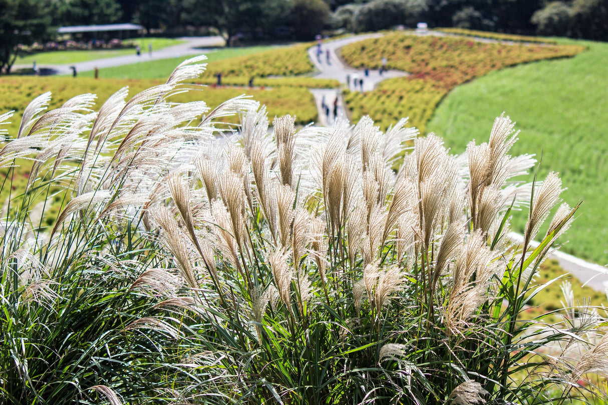 10 SILVER MAIDEN GRASS Miscanthus Sinensis Japanese Pampas Perennial Flower Seeds