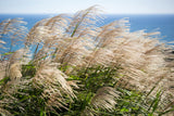 10 SILVER MAIDEN GRASS Miscanthus Sinensis Japanese Pampas Perennial Flower Seeds