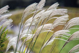 10 SILVER MAIDEN GRASS Miscanthus Sinensis Japanese Pampas Perennial Flower Seeds