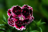 50 VELVET N LACE DIANTHUS Chinensis Black & White Flower Seeds