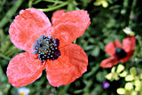 50 Scarlet PRICKLYHEAD POPPY Papaver Argemone Roemeria Long Prickly Poppy Red Black Blue Flower Seeds