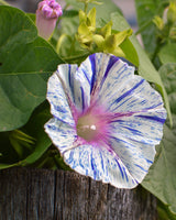 40 CARNEVALE di VENEZIA MORNING GLORY Pink & Purple with White Stripes Ipomoea Purpurea Flower Vine Seeds