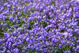 50 BROWALLIA Americana Amethyst Flower Bush Violet Blue Purple Flower Seeds