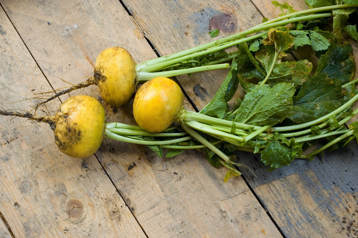 1000 GOLDEN BALL TURNIP Heirloom Yellow Brassica Rapa Root Vegetable Seeds