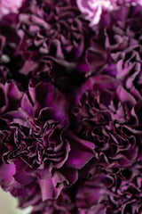 50 BLACK CARNATION King of Blacks Dianthus Caryophyllus Grenadin Double Flower Seeds