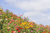 100 TALL Double MIXED Colors STRAWFLOWER Xerochrysum Bracteatum Helichrysum Monstrosum Flower Seeds