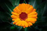 100 ORANGE ENGLISH MARIGOLD (Scotch / Pot Marigold) Calendula Officinalis Flower Seeds