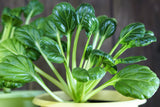 1000 TATSOI Brassica Rapa Rosularis Tat Soi Bok Choy Spinach Mustard Vegetable Seeds