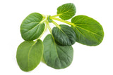 1000 TATSOI Brassica Rapa Rosularis Tat Soi Bok Choy Spinach Mustard Vegetable Seeds