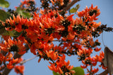 5 FLAME OF THE FOREST Tree Butea Monosperma Palash Orange Red Flower Seeds