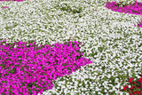 50 DWARF WHITE IMPATIENS Walleriana Part Sun or Full Shade Flower Seeds