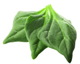 60 NEW ZEALAND SPINACH Tetragonia Tetragonioides Vegetable Greens Seeds