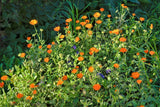 100 ORANGE ENGLISH MARIGOLD (Scotch / Pot Marigold) Calendula Officinalis Flower Seeds