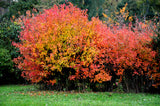 25 SIBERIAN MAPLE TREE Acer Ginnala Seeds - Red Fall Foliage
