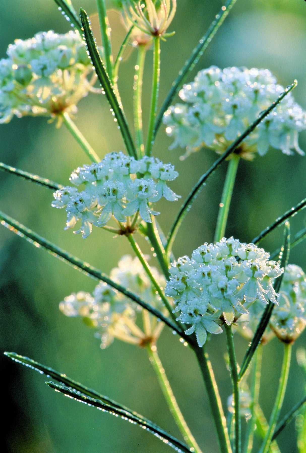 20 WHITE WORLED (Horesetail) MILKWEED Asclepias Verticillata Flower Seeds
