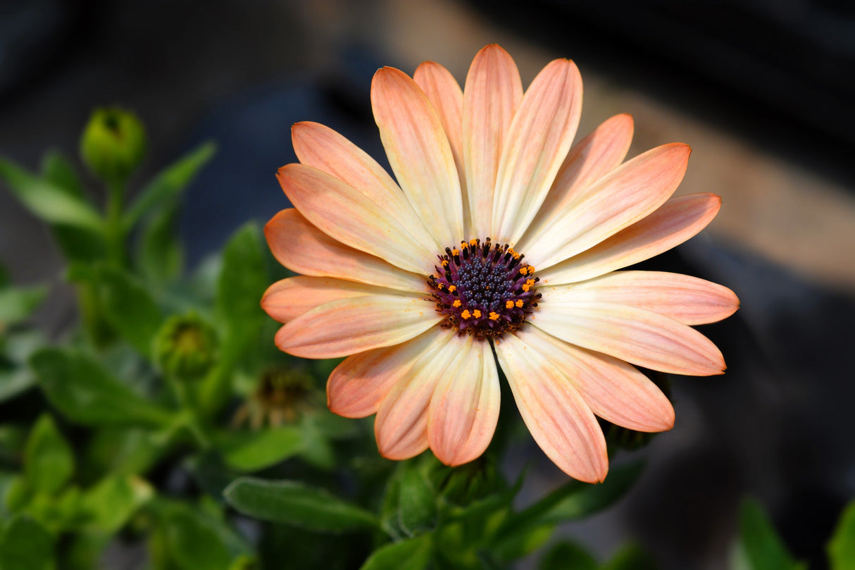 25 SALMON AFRICAN DAISY Dimorphotheca Sinuata Apricot Flower Seeds