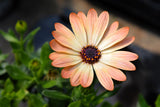 25 SALMON AFRICAN DAISY Dimorphotheca Sinuata Apricot Flower Seeds