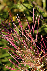 100 CINNAMON WILLOWHERB Eastern Purpleleaf Epilobium Coloratum Flower Seeds