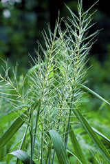 25 BOTTLEBRUSH GRASS Ornamental Shade Elymus Hystrix Patula Seeds