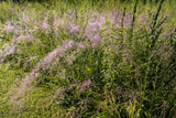 100 PURPLE LOVEGRASS Eragrostis Spectabilis Native Love Grass Flower Seeds